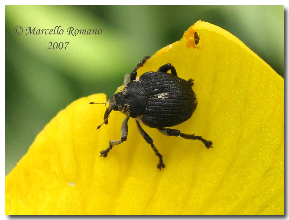 Madonie: Mononychus punctumalbum su Iris pseudacorus
